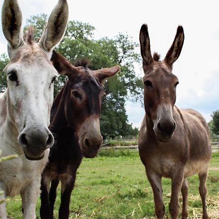 Agriturismo Il Capannone Montemerano Zewnętrze zdjęcie